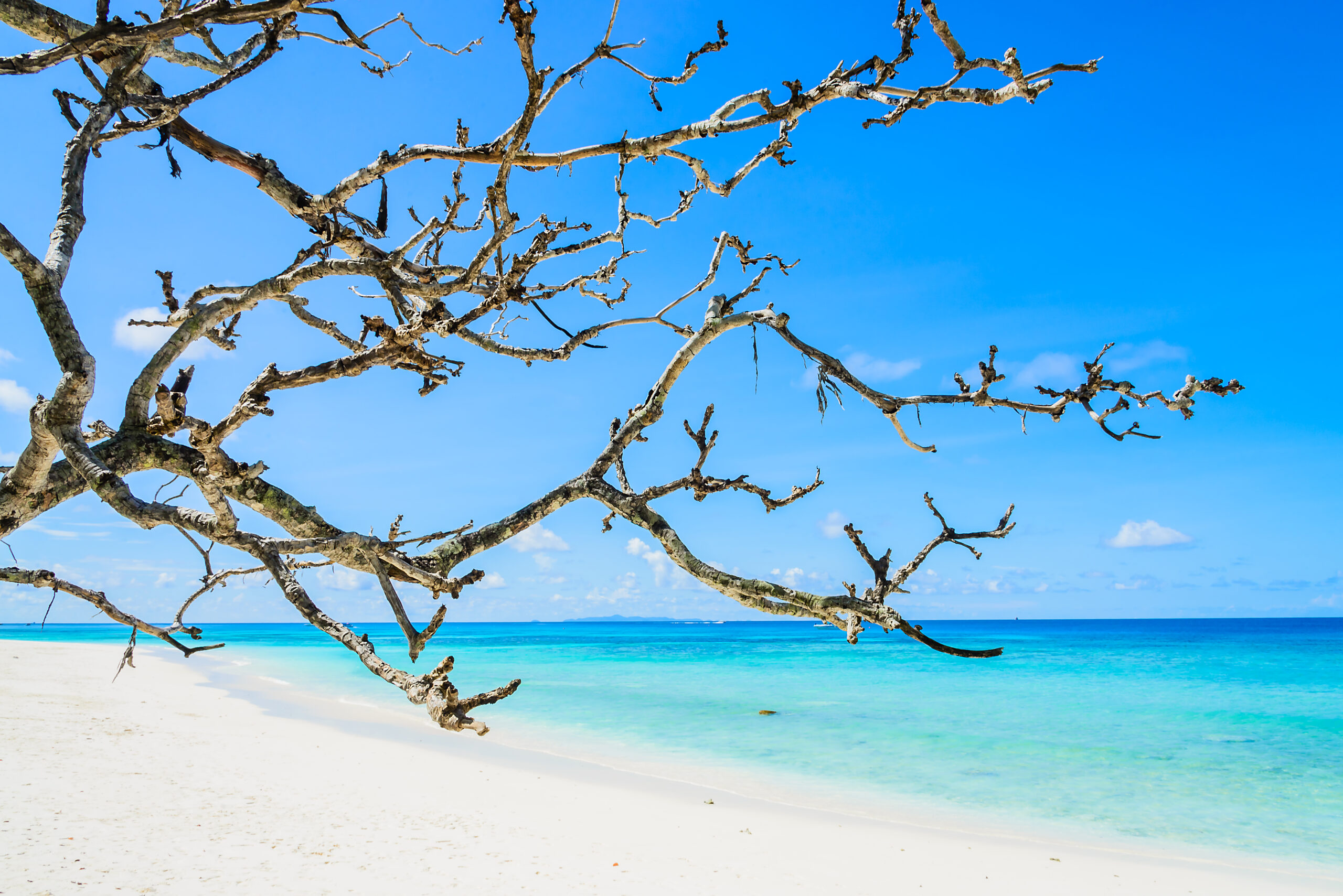 Dry branch tree on beautiful tropical beach and sea - summer vacation using as background